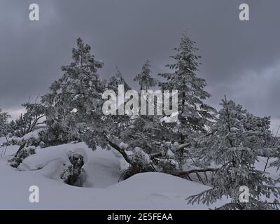 Bizarre Winterlandschaft mit tiefem Schnee und gefrorenen Nadelbäumen am bewölkten Tag in der Nähe von Schliffkopf Spitze, Deutschland in Schwarzwald Hügeln. Stockfoto