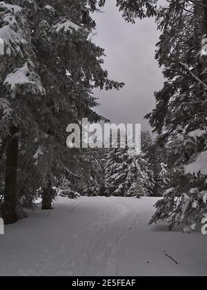 Schöne Aussicht auf Wanderweg in tiefem Schnee führt zu einer Lichtung in Nadelwald mit gefrorenen Bäumen in der Wintersaison in der Nähe von Schliffkopf, Deutschland. Stockfoto