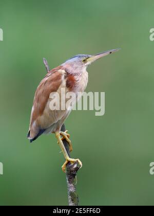 Yellow Bittern (Ixobrychus sinensis), auf einem Stock thront, Deep Bay, Hongkong 13. April 2016 Stockfoto