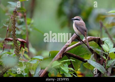 Braunwürger (Lanius cristatus), Seitenansicht über Vegetation, Longchuan County, Guangxi Provinz, China 22. April 2016 Stockfoto