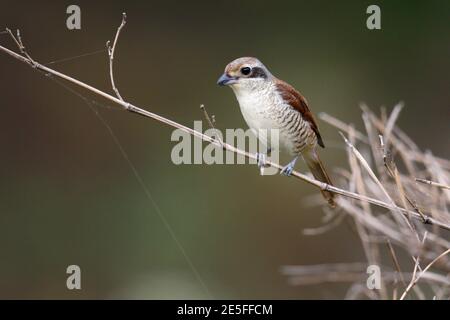 Tiger-Würger (Lanius tigrinus), auf trockener Bambusfronde sitzend, Dongzhai, Provinz Henan, China 24. Juni 2016 Stockfoto