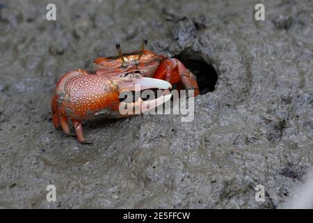 Mangrove Fiddler Crab (Tubuca arcuata ), nahe Burrow, Mai Po Naturschutzgebiet, New Territories, Hongkong, China 6. Juni 2016 Stockfoto