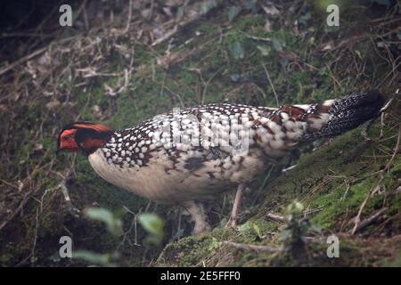 Cabot's Tragopan (Tragopan caboti), Spaziergang in einer Teeplantage auf einem Hügel, Provinz Fujian, China 11. Juni 2016 Stockfoto