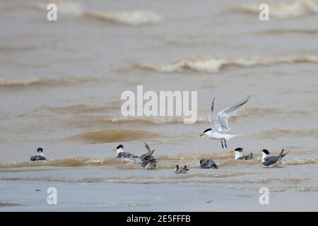 Chinese Crested Tern (Thalasseus bernsteini), im Flug, Min River Estuary, Changle, Fujian Province, China 10. Juni 2016 Stockfoto