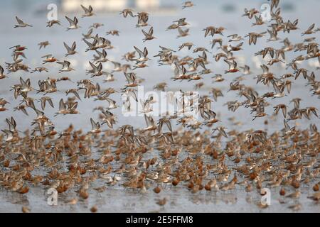 Curlew Sandpiper (Calidris ferruginea), Flock in Flight, Mai Po Nature Reserve, New Territories, Hong Kong, China 7. April 2016 Stockfoto