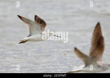 Nordmann's Greenshank (Tringa guttifer), zeigt weiße Unterflügel im Flug, Mai Po Nature Reserve, New Territories, Hong Kong, China 9. April 2016 Stockfoto