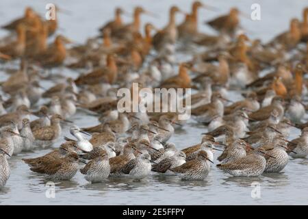 Rotschenkel (Tringa totanus), gemischte Herde in Gezeitenschlucken, Mai Po Nature Reserve, New Territories, Hong Kong, China 29. April 2016 Stockfoto