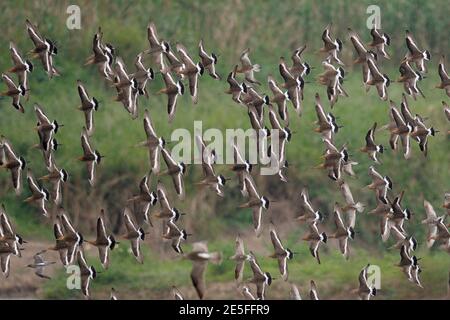 Schwarzschwanz-Godwit (Limosa lapponica), Flock im Flug, Rückenansicht, Mai Po Nature Reserve, New Territories, Hong Kong, China 29. April 2016 Stockfoto