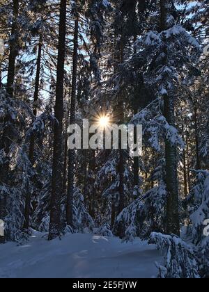 Helle Wintersonne mit sichtbaren Sonnenstrahlen, die durch gefrorene Äste und Baumstämme schneebedeckter Nadelbäume in einem Wald bei Kniebis leuchten. Stockfoto