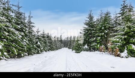 Winterwaldlandschaft mit schneebedeckten Bäumen und Wanderweg in den Hohen Venen der Ardennen, Belgische Eifel, Belgien. Stockfoto