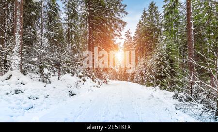 Sonnenuntergang in einem verschneiten Wald mit Wanderweg in Rocherath, Bullingen, Belgische Eifel in den Ardennen. Stockfoto