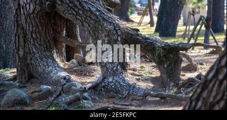 Wurzeln einer alten Kiefer wachsen über dem Boden, mit großen Lücken zwischen den verschiedenen Teilen. Stockfoto