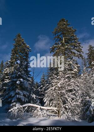 Portraitansicht der schönen Winterlandschaft mit tiefem Schnee im Nadelwald am sonnigen Tag mit blauem Himmel in der Wintersaison bei Kniebis. Stockfoto