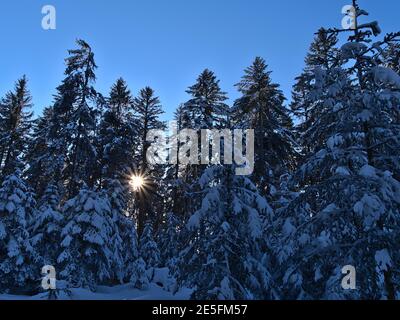 Friedliche Winterlandschaft mit Sonne, die durch die gefrorenen Äste schneebedeckter Nadelbäume im Wald bei Kniebis, Freudenstadt, scheint. Stockfoto