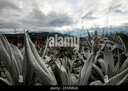 Ecuadorianische Andenberge mit Paramo-Vegetation Stockfoto