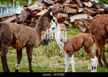 Lamas Alpaca in den Anden, Südamerika Stockfoto