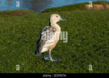 Porträt einer fulvous pfeifenden Ente oder fulvous Baum Ente, Dendrocygna bicolor, stehend auf dem Gras neben einem Pool Stockfoto