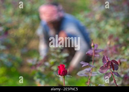 Bangladesch – 06. Februar 2020: Ein Rosenbauer arbeitet auf seinem Land, im Gegensatz zu einer Rosenblume in Savar, Dhaka. Stockfoto