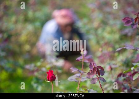 Bangladesch – 06. Februar 2020: Ein Rosenbauer arbeitet auf seinem Land, im Gegensatz zu einer Rosenblume in Savar, Dhaka. Stockfoto