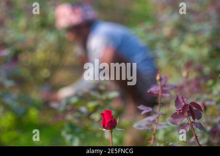 Bangladesch – 06. Februar 2020: Ein Rosenbauer arbeitet auf seinem Land, im Gegensatz zu einer Rosenblume in Savar, Dhaka. Stockfoto