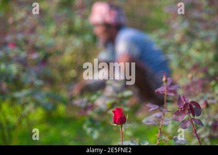 Bangladesch – 06. Februar 2020: Ein Rosenbauer arbeitet auf seinem Land, im Gegensatz zu einer Rosenblume in Savar, Dhaka. Stockfoto