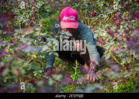 Bangladesch – 06. Februar 2020: Ein Bauer ist damit beschäftigt, Unkraut am Fuße eines Rosenbaums in Savar, Dhaka, zu beseitigen. Stockfoto