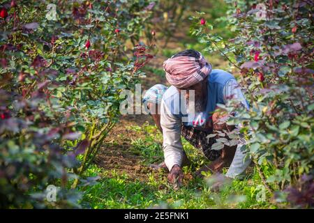 Bangladesch – 06. Februar 2020: Ein Bauer ist damit beschäftigt, Unkraut am Fuße eines Rosenbaums in Savar, Dhaka, zu beseitigen. Stockfoto