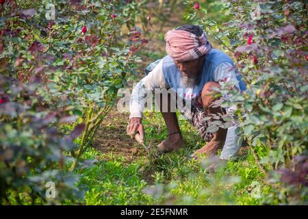 Bangladesch – 06. Februar 2020: Ein Bauer ist damit beschäftigt, Unkraut am Fuße eines Rosenbaums in Savar, Dhaka, zu beseitigen. Stockfoto