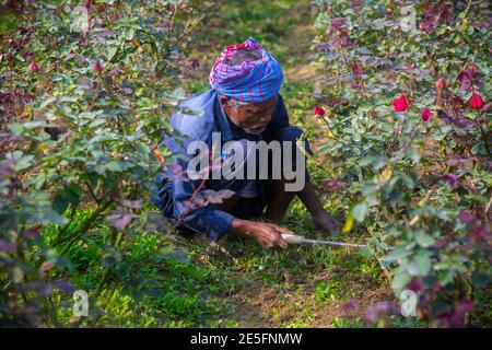 Bangladesch – 06. Februar 2020: Ein Bauer ist damit beschäftigt, Unkraut am Fuße eines Rosenbaums in Savar, Dhaka, zu beseitigen. Stockfoto