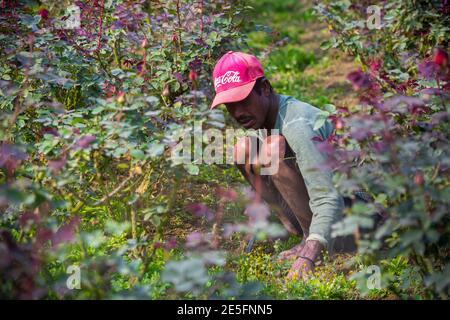 Bangladesch – 06. Februar 2020: Ein Bauer ist damit beschäftigt, Unkraut am Fuße eines Rosenbaums in Savar, Dhaka, zu beseitigen. Stockfoto