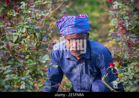 Bangladesch – 06. Februar 2020: Porträt eines Rosenblüten-Bauern in Savar, Dhaka. Stockfoto