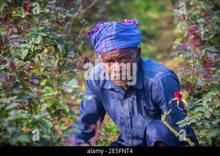 Bangladesch – 06. Februar 2020: Porträt eines Rosenblüten-Bauern in Savar, Dhaka. Stockfoto