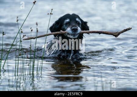 Portrait von Happy Smiling Black Dog während der Befiederung Stock im Wasser am See. Ein alter Golden Retriever und Border Collie Mix. Stockfoto