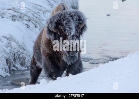 Winterbild eines Bisons (Bison Bison) im Lamar Valley, Yellowstone National Park Februar 2017. Stockfoto