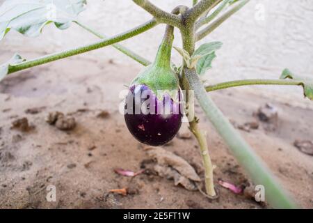 Hell dunkel lila Brinjal wächst auf Pflanze in der Wohnküche Garten Hinterhof organisch in fruchtbaren Boden in indischen Haushalt Stockfoto