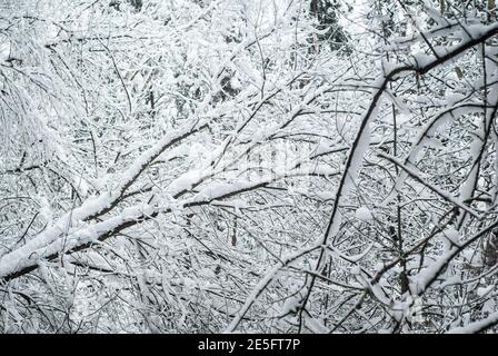 Baum Äste im Schnee. Winterwald Stockfoto