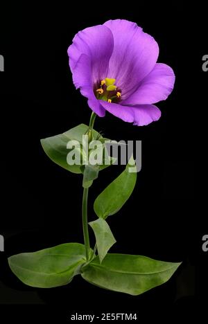 Lila blaue Lisianthus Blume mit Blättern und Stamm isoliert auf Weißer schwarzer Untergrund Stockfoto