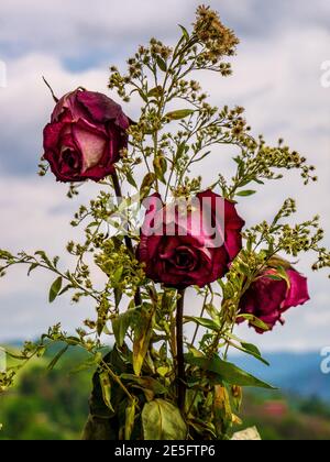 Schöne puget von drei alten getrockneten lila roten Rosen Stockfoto