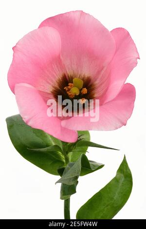 Rosa Lisianthus Blume mit Blättern und Stamm isoliert auf weiß Schwarzboden Stockfoto