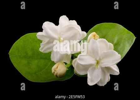 Nahaufnahme Arabische Jasminblüten isoliert auf schwarzem Grund Stockfoto