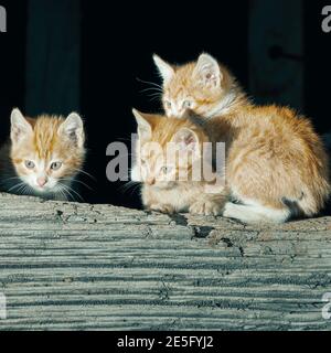 Katzen in einer Stadt in der gemeinde aller in Asturien, Spanien. Auf dem Foto sind drei orange und weiße Katzen zu sehen. Die Katzen sind erst ein paar Monate alt. Stockfoto