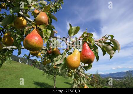 Rote und gelb grüne Birnen auf Baum in malerischen Berg Querformat Stockfoto
