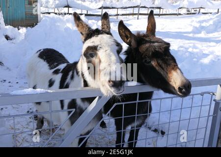 Ländliche Szene mit zwei Eseln im schneebedeckten Stift auf Ein sonniger Tag Stockfoto