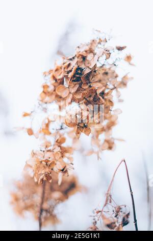 Blumenfoto mit kleinen getrockneten Blüten auf hellem trockenen braunen Hintergrund, vertikal Stockfoto