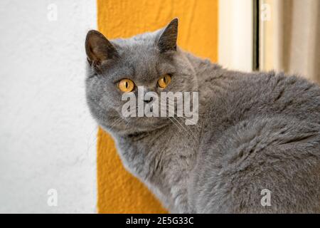 Graue britische Katze mit gelben Augen drehte sich um auf weiß Gelber Hintergrund Stockfoto