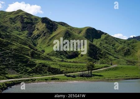 Kurvige Schotterstraße durch Ackerland auf Hügeln, Akitio, Tararua District, Nordinsel, Neuseeland Stockfoto