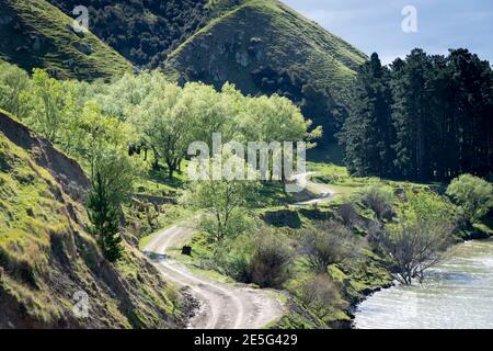 Kurvige Schotterstraße durch Ackerland auf Hügeln, Akitio, Tararua District, Nordinsel, Neuseeland Stockfoto