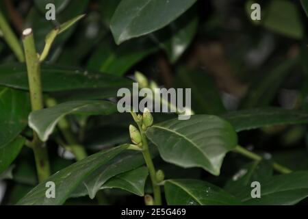 Neue Knospen auf Kirsche Lorbeer Zweig im späten Winter in deutschland Stockfoto
