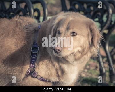 Nahaufnahme eines Golden Retriever im Park. Stockfoto