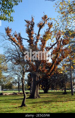 Peckham Rye Park Stockfoto